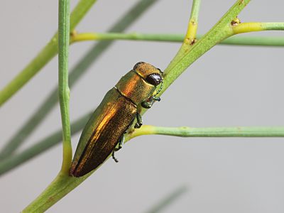 Melobasis simplex, PL2342, male, on Acacia calamifolia, FR